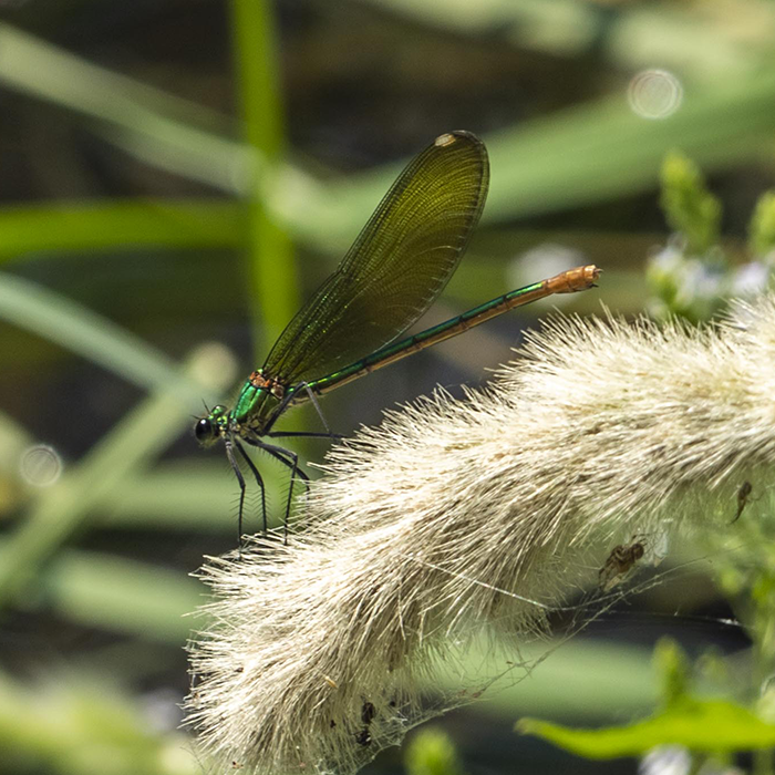 Libelulas